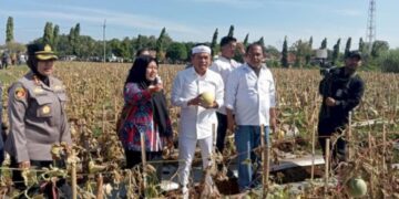 Gubernur Jabar, Dedi Mulyadi borong melon hasil budidaya Desa Ciawijapura, Kabupaten Cirebon.(Foto:Istimewa).