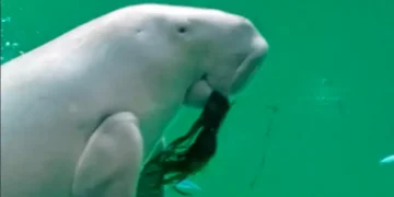 Dugong (Foto: Dok. BRIN)