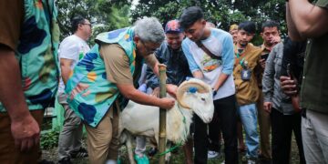 Wali Kota Bandung, Muhammad Farhan, turun langsung meninjau proses pemeriksaan ante mortem atau pemeriksaan kesehatan sebelum pemotongan hewan kurban di Pusat Kesejahteraan Kavaleri (Pussenkav), Jalan Salak, Kelurahan Turangga, Selasa (3/6).