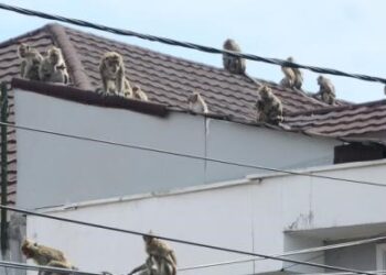 Dampar Kuningan memburu monyet eokor panjang yang menyerang warga dan merusak warung. (Dok. Istimewa)