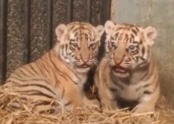 Anak Harimau Benggala.(Foto: Istimewa)