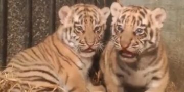 Anak Harimau Benggala.(Foto: Istimewa)