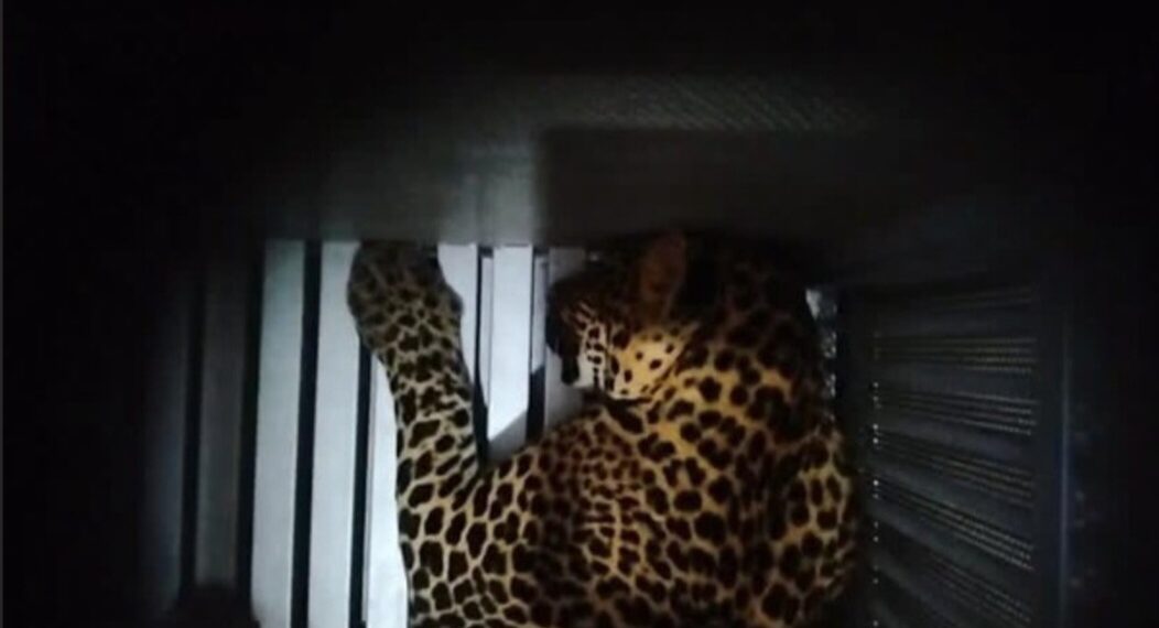 macan tutul kabur dari kandang karantina di objek wisata Lembang Park&Zoo, KBB.(Foto:Istimewa).