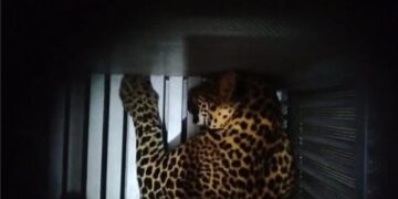 macan tutul kabur dari kandang karantina di objek wisata Lembang Park&Zoo, KBB.(Foto:Istimewa).