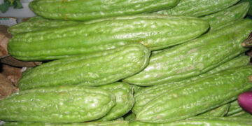 Buah pare atau paria.(Wikipedia)