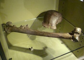 Fosil asli Pithecanthropus erectus (kini Homo erectus) yang ditemukan di Jawa pada tahun 1891. Fosil ini pernah dipamerkan dalam pameran ‘Dubois’ di Museum Nasional Sejarah Alam Naturalis di Leiden, Belanda. Ahli anatomi asal Belanda, Eugène Dubois, terinspirasi oleh teori evolusi Charles Darwin, lalu bertekad mencari manusia purba. Pada 1890-an, ia pertama kali mendeskripsikan spesies tersebut sebagai Pithecanthropus erectus (“manusia kera yang tegak”) berdasarkan sebuah calotte (tulang tempurung kepala) dan tulang paha yang tampak modern, ditemukan di tepi Sungai Bengawan Solo di Trinil, Jawa Tengah. Spesies ini kini diklasifikasikan sebagai Homo erectus, dan temuannya dikenal luas dengan sebutan Manusia Jawa (Java Man).(Foto dan teks: Wikipedia)