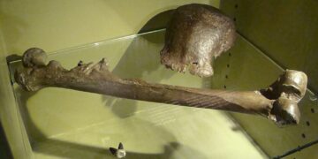 Fosil asli Pithecanthropus erectus (kini Homo erectus) yang ditemukan di Jawa pada tahun 1891. Fosil ini pernah dipamerkan dalam pameran ‘Dubois’ di Museum Nasional Sejarah Alam Naturalis di Leiden, Belanda. Ahli anatomi asal Belanda, Eugène Dubois, terinspirasi oleh teori evolusi Charles Darwin, lalu bertekad mencari manusia purba. Pada 1890-an, ia pertama kali mendeskripsikan spesies tersebut sebagai Pithecanthropus erectus (“manusia kera yang tegak”) berdasarkan sebuah calotte (tulang tempurung kepala) dan tulang paha yang tampak modern, ditemukan di tepi Sungai Bengawan Solo di Trinil, Jawa Tengah. Spesies ini kini diklasifikasikan sebagai Homo erectus, dan temuannya dikenal luas dengan sebutan Manusia Jawa (Java Man).(Foto dan teks: Wikipedia)