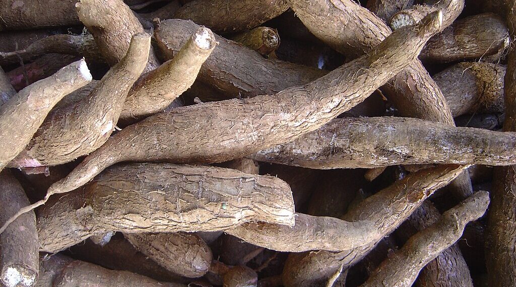 Ubi Kayu.(Wikipedia)