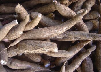 Ubi Kayu.(Wikipedia)