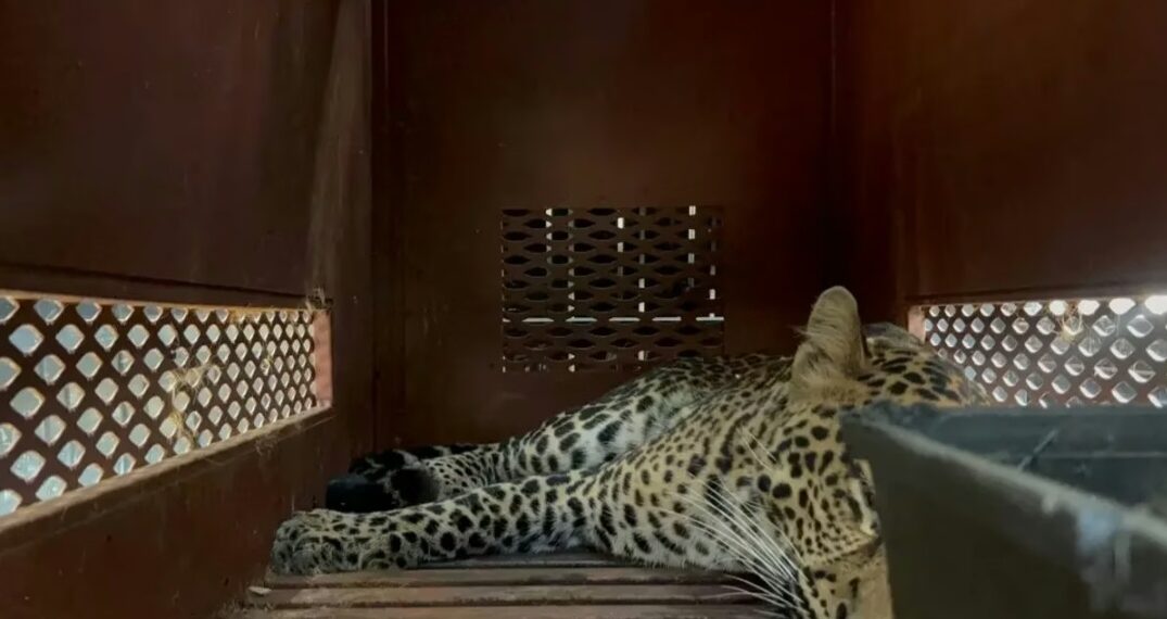 Macan tutul terperangkap masuk hotel di Kota Bandung, berhasil dievakuasi.(Foto:Istimewa).