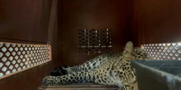 Macan tutul terperangkap masuk hotel di Kota Bandung, berhasil dievakuasi.(Foto:Istimewa).