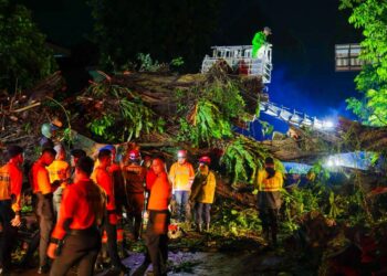 Pohon tumbang di Kota Bogor Senin 27 Oktober 2025.(Foto: Humas Pemkot Bogor)