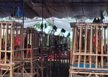 Ayam Pelung.(Foto: Humas Pemkab Sumedang)