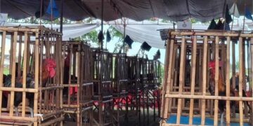 Ayam Pelung.(Foto: Humas Pemkab Sumedang)