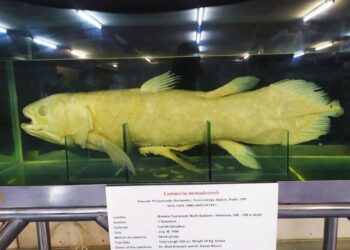 Koleksi Museum Zoologi Bogor.(Foto: BRIN)