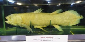 Koleksi Museum Zoologi Bogor.(Foto: BRIN)