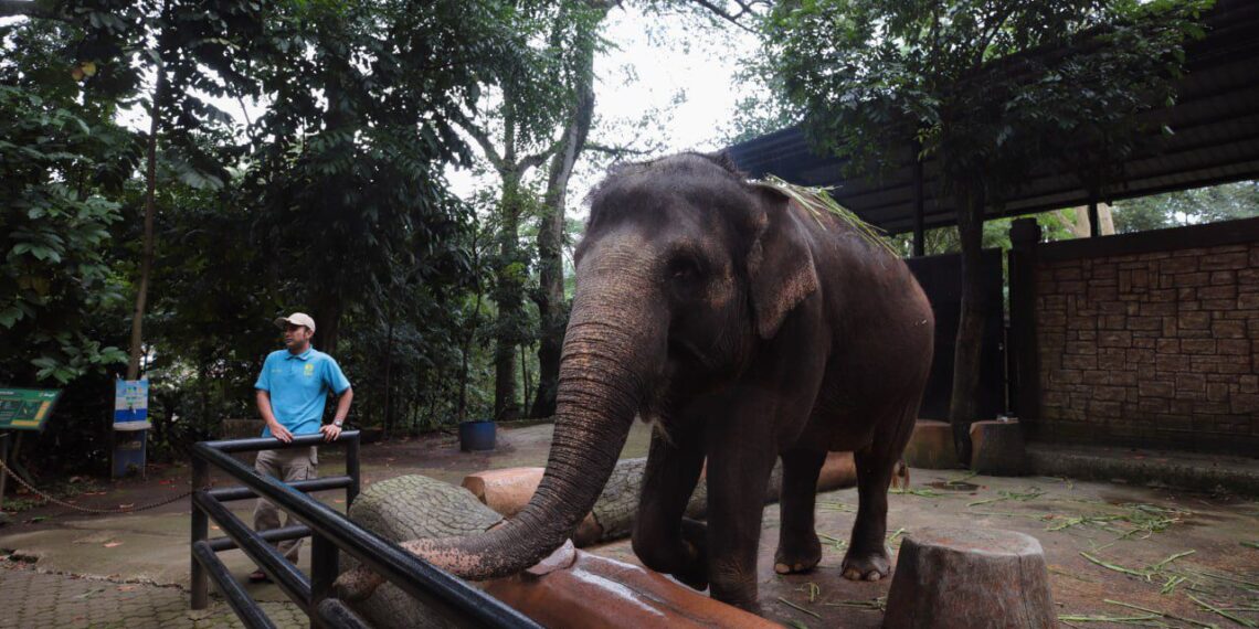 Gajah Kebun Binatang Bandung.(Foto: Humas Pemkot Bandung)