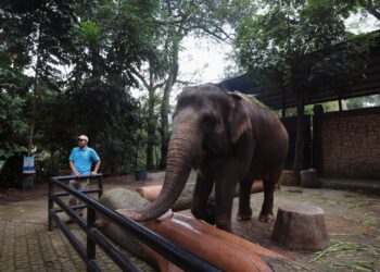 Gajah Kebun Binatang Bandung.(Foto: Humas Pemkot Bandung)