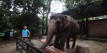 Gajah Kebun Binatang Bandung.(Foto: Humas Pemkot Bandung)