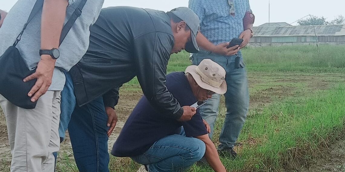 Tim Melakukan uji PH Tanah dan Salinitas Di Lahan Yang Akan Ditanami Jagung dan tanaman padi di lahan Seluas 10 Hektar di Desa Santing Kecamatan Losarang.(Foto: Istimewa)