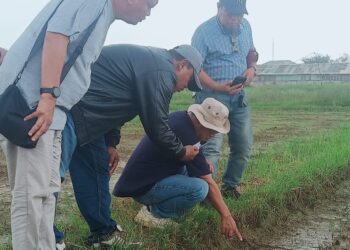 Tim Melakukan uji PH Tanah dan Salinitas Di Lahan Yang Akan Ditanami Jagung dan tanaman padi di lahan Seluas 10 Hektar di Desa Santing Kecamatan Losarang.(Foto: Istimewa)