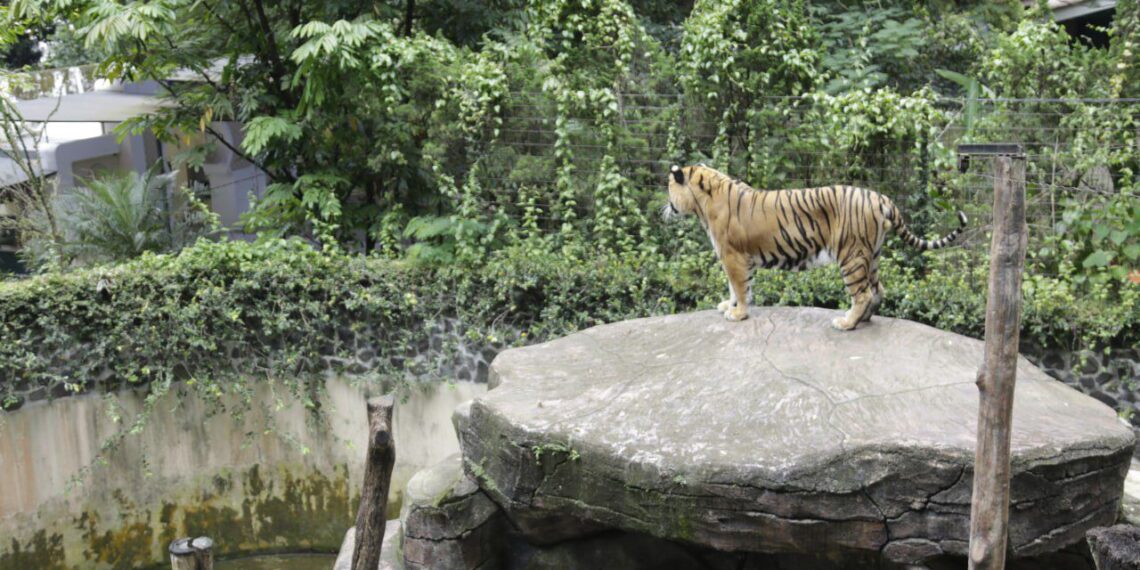 Harimau di Kebun Binatang Bandung.(Foto: Humas Pemkot Bandung)