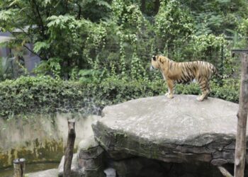Harimau di Kebun Binatang Bandung.(Foto: Humas Pemkot Bandung)