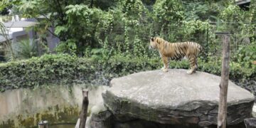 Harimau di Kebun Binatang Bandung.(Foto: Humas Pemkot Bandung)