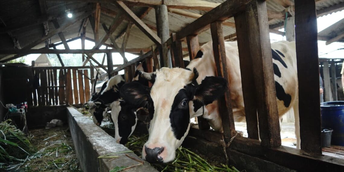 Peternakan sapi perah.(Foto: Humas Pemkab Garut)