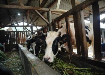 Peternakan sapi perah.(Foto: Humas Pemkab Garut)