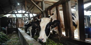 Peternakan sapi perah.(Foto: Humas Pemkab Garut)