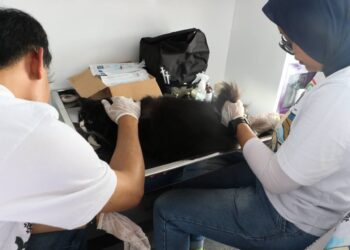 Pemeriksaan hewan peliharaan.(Foto: humas Pemkot Bandung)