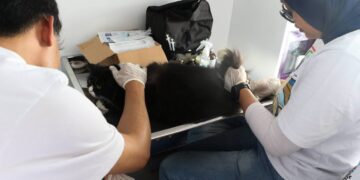 Pemeriksaan hewan peliharaan.(Foto: humas Pemkot Bandung)