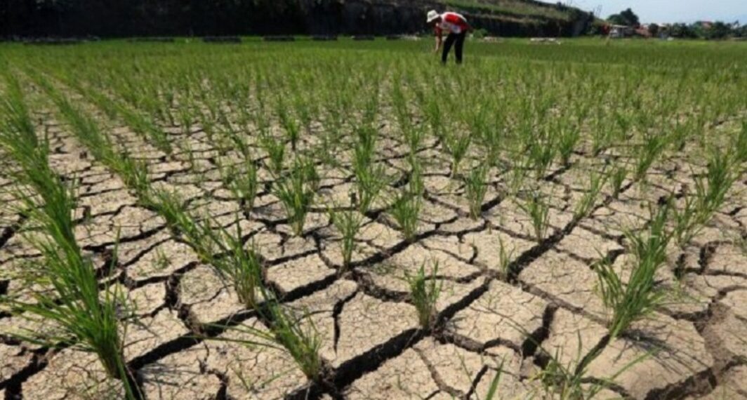 Kekeringan akibat musim kemarau panjang.(Foto:Istimewa).
