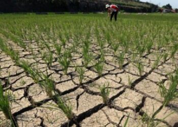 Kekeringan akibat musim kemarau panjang.(Foto:Istimewa).