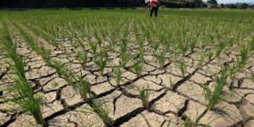 Kekeringan akibat musim kemarau panjang.(Foto:Istimewa).