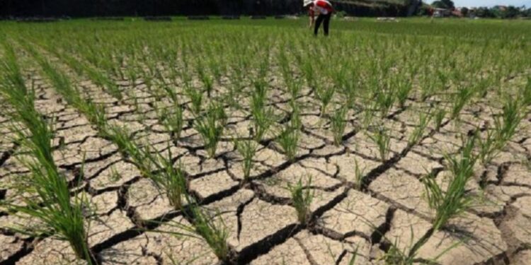 Kekeringan akibat musim kemarau panjang.(Foto:Istimewa).