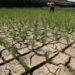 Kekeringan akibat musim kemarau panjang.(Foto:Istimewa).