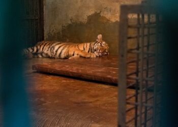 Kondisi anak harimau di Kebun Binatang Bandung.(Foto: Humas Pemkot Bandung)