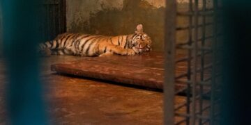 Kondisi anak harimau di Kebun Binatang Bandung.(Foto: Humas Pemkot Bandung)