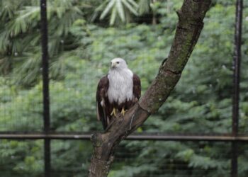 Burung elang di Kebun Binatang Bandung.(Foto: Humas Pemkot Bandung)