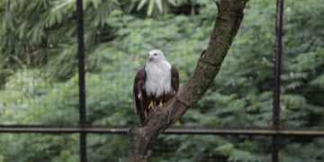 Burung elang di Kebun Binatang Bandung.(Foto: Humas Pemkot Bandung)