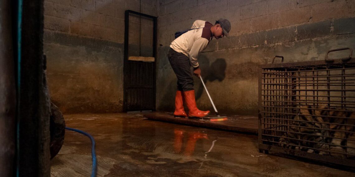 Pemeliharaan kandang.(Foto: Humas Pemkot Bandung)