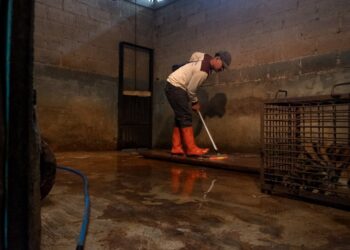 Pemeliharaan kandang.(Foto: Humas Pemkot Bandung)