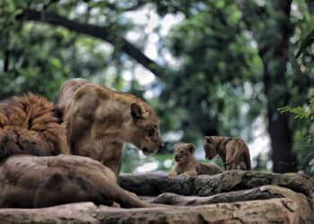 Singa di Kebun Binatang Bandung.(Foto: Humas Pemkot Bandung)