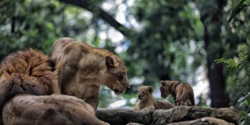 Singa di Kebun Binatang Bandung.(Foto: Humas Pemkot Bandung)