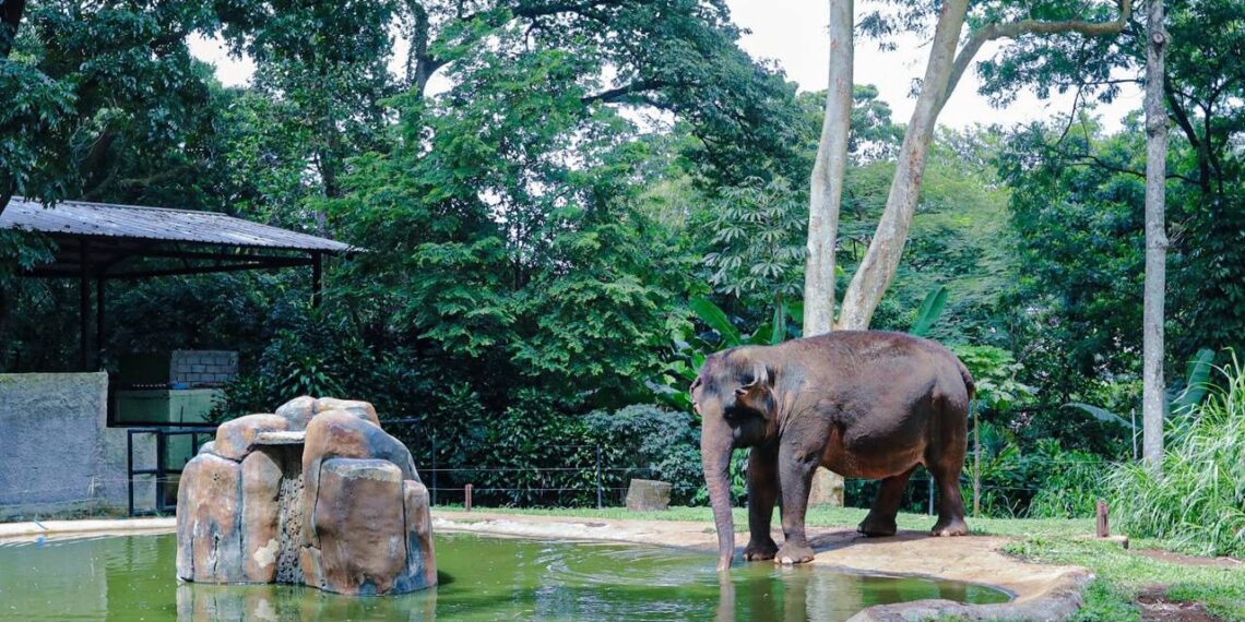 Gajah di Kebun Binatang Bandung.(Foto: Dok. Humas Pemkot Bandung)