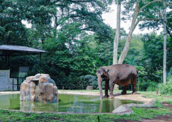 Gajah di Kebun Binatang Bandung.(Foto: Dok. Humas Pemkot Bandung)