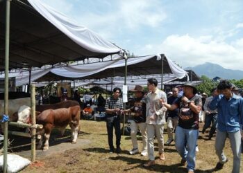 Gebyar Ternak Padjadjaran.(Foto: Humas Pemkab Sumedang)