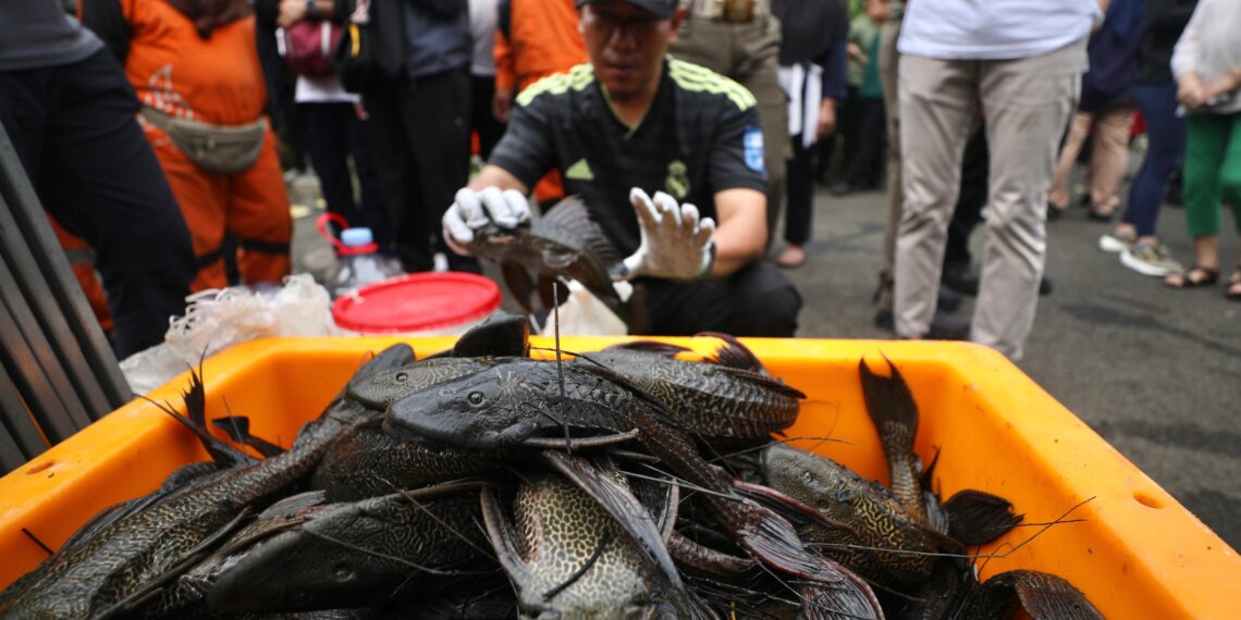 Ikan sapu-sapu.(Foto: Pemprov DKI Jakarta)